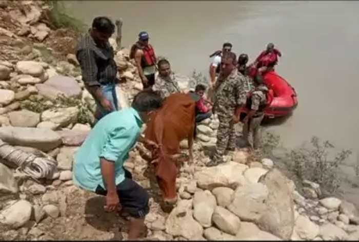 श्रीनगर जीवीके परियोजना की झील में फंसी गाय, एसडीआरएफ ने किया रेस्क्यू